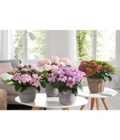 Hortensie - Hydrangea Macrophylla 'Tiffany' 9 Hortensie - Hydrangea Macrophylla 'Tiffany' -Garten Im Freien 20180522 PR MO 002 HortensienPremium