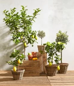 Olive, Ministamm -Garten Im Freien 20180919 PR MO 001 citrusT18