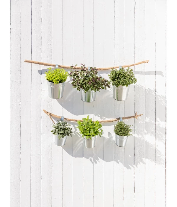 Dehner Gourmet Garten Strauchbasilikum 'Magic Blue' 6 Dehner Gourmet Garten Strauchbasilikum 'Magic Blue' – Bild 4