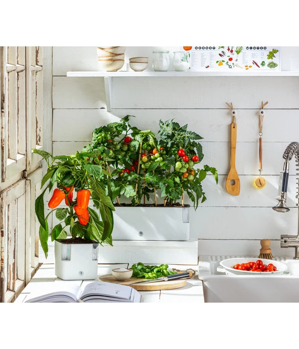 Pick-a-Tom® Cocktailtomate Mit Früchten, Rot 6 Pick-a-Tom® Cocktailtomate Mit Früchten, Rot – Bild 4