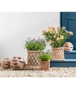 Lavendel -Garten Im Freien 20200722 WE MO 001 LavandulaAngustifolia 2021 GC11