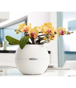 LECHUZA® PURO Color, All-in-One-Set, Rund, Ca. Ø20 Cm -Garten Im Freien 2418622 WE MO 002 PuroColor20cmweiss