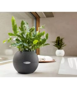 LECHUZA® PURO Color, All-in-One-Set, Rund, Ca. Ø20 Cm -Garten Im Freien 2418622 WE MO 003 LechuzaPuroColor20weiss