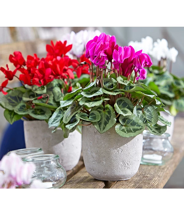 Dehner Beton-Übertopf Jimmy, Rund, Hellgrau 5 Dehner Beton-Übertopf Jimmy, Rund, Hellgrau – Bild 3