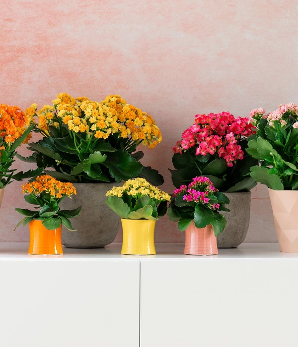 Dehner Beton-Übertopf Jimmy, Rund, Hellgrau 4 Dehner Beton-Übertopf Jimmy, Rund, Hellgrau – Bild 2