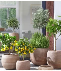 Feige, Hell -Garten Im Freien 4067054 PR MO 002 TerrakottaTopfBalloonGC07 4067088 4067112