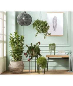 Metall-Pflanzenständer Ascot, Schwarz 6 Metall-Pflanzenständer Ascot, Schwarz -Garten Im Freien 4106290 PR MO 001 TopfLinaGruenAmpelGruenPodestAscot 2792224 4222725