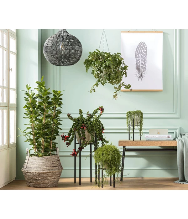 Metall-Pflanzenständer Ascot, Schwarz 4 Metall-Pflanzenständer Ascot, Schwarz – Bild 2