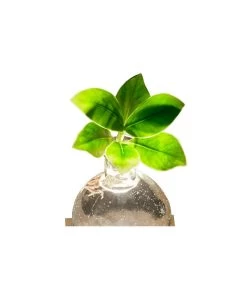 Waterplant Balsamapfel Im Kugelglas - Clusia Rosea 'Princess', Mit LED -Garten Im Freien 6125074 WE DE 001 WaterPlantlusia7cmmitLicht