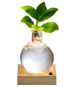 Neue Veröffentlichungen 19 Waterplant Balsamapfel Im Kugelglas - Clusia Rosea 'Princess', Mit LED