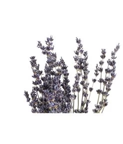 Trockenblumenbund Lavendel -Garten Im Freien 6491682 PR DE 001 LavendeltiefblauBund DehnerExpressHerzig