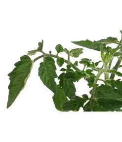 Sonnenparadeiser, Gelb -Garten Im Freien 6766794 WE DE 001 SonnentomateGelb