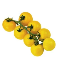 Sonnenparadeiser, Gelb -Garten Im Freien 6766794 WE FS 002 SonnentomateGelb