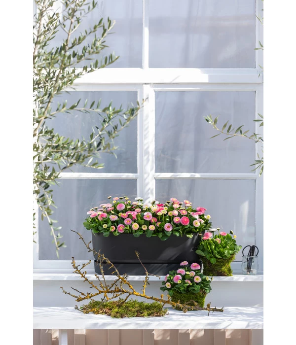 Elho Kunststoff-Topf Greenville, Ca. B20/B18/T49 Cm 4 Elho Kunststoff-Topf Greenville, Ca. B20/B18/T49 Cm – Bild 2