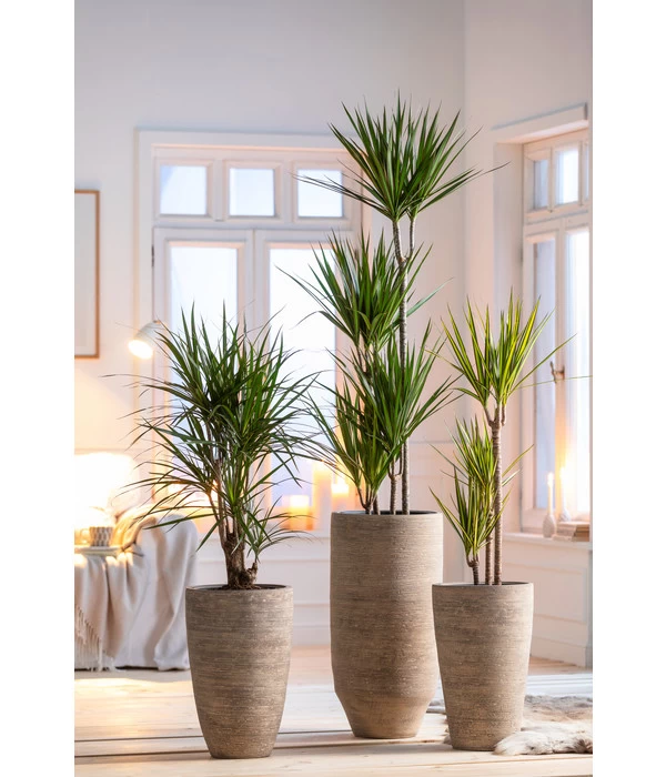 Drachenbaum - Dracaena Marginata, Verzweigt 4 Drachenbaum - Dracaena Marginata, Verzweigt – Bild 2