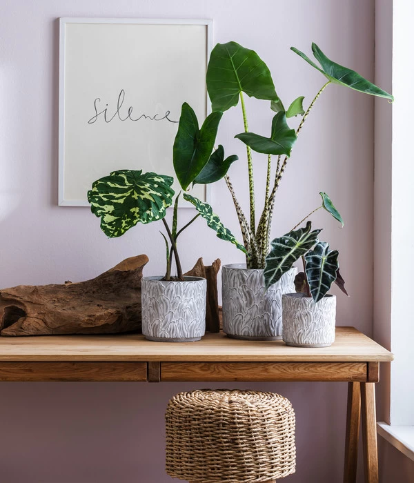 Pfeilblatt - Alocasia Amazonica 'Polly' 4 Pfeilblatt - Alocasia Amazonica 'Polly' – Bild 2