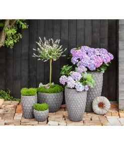 Zwerg-Weidenstämmchen 'Hakuro Nishiki' -Garten Im Freien 6911911 7464969 WE MO 001 HarlekinWeide 1