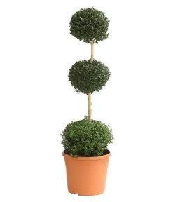 Buchsbaum, Stämmchen Mit 3 Kugeln