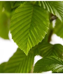 7,5 Meter Hainbuche, 30 X Ca. 150-175 Cm 11 7,5 Meter Hainbuche, 30 X Ca. 150-175 Cm -Garten Im Freien 7088883 WE DE 001 CarpinusBetulusHainbuche4LDehnerExpressZS