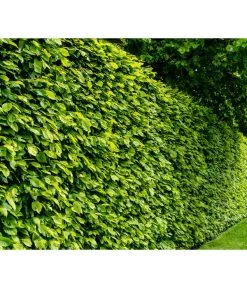 Garten Im Freien -Garten Im Freien 7088883 WE MO 001 Luckner Hecke CarpinusBetulus