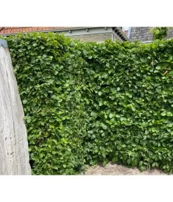 7,5 Meter Hainbuche, 30 X Ca. 150-175 Cm 10 7,5 Meter Hainbuche, 30 X Ca. 150-175 Cm -Garten Im Freien 7089188 WE MO 002 HainbuchenCarpinusBetulus2l
