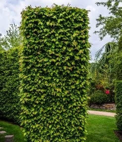 7,5 Meter Hainbuche, 30 X Ca. 150-175 Cm 9 7,5 Meter Hainbuche, 30 X Ca. 150-175 Cm -Garten Im Freien 7089188 WE MO Luckner Hecke CarpinusBetulusHainbuche