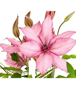 Waldrebe - Clematis, Spalier 8 Waldrebe - Clematis, Spalier -Garten Im Freien 7125156 WE DE 001 ClematisGestreifteSorteWaldrebe2LDehnerExpressHerzig