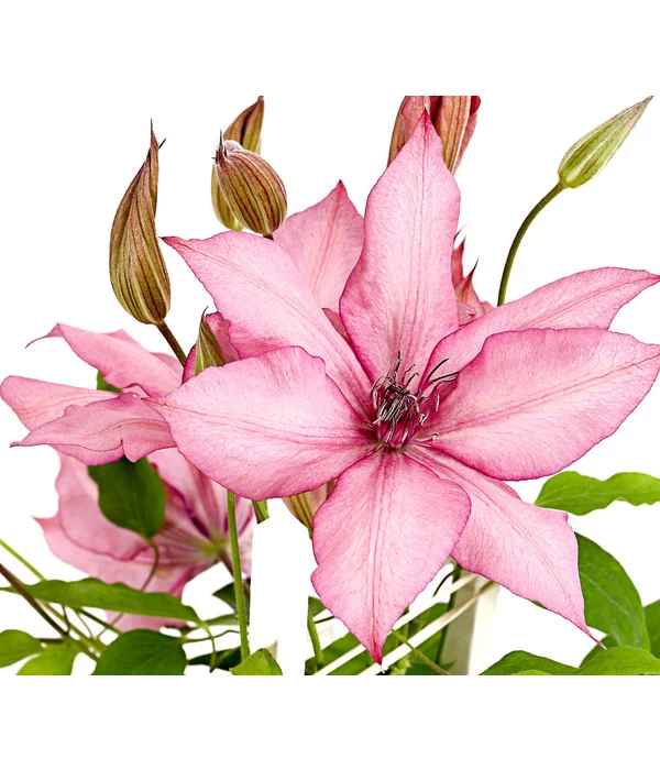 Waldrebe - Clematis, Spalier 5 Waldrebe - Clematis, Spalier – Bild 3