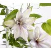 Waldrebe - Clematis, Spalier 2 Waldrebe - Clematis, Spalier -Garten Im Freien 7125156 WE DE 001 ClematisGestreifteSortenSRWaldrebe2LDehnerExpressZS