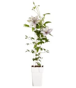 Waldrebe - Clematis, Spalier 7 Waldrebe - Clematis, Spalier -Garten Im Freien 7125156 WE FS 001 ClematisGestreifteSortenSRWaldrebe2LDehnerExpressZS