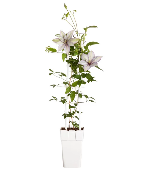 Waldrebe - Clematis, Spalier 4 Waldrebe - Clematis, Spalier – Bild 2