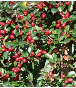 Kriechende Zwergmispel 7 Kriechende Zwergmispel -Garten Im Freien 7143803 PR FS 001 KriechendeZwergmispelpixabay