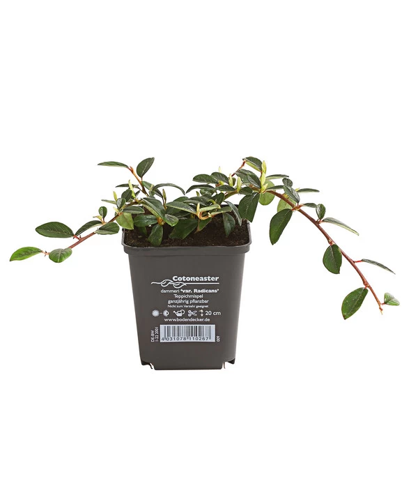 Kriechende Zwergmispel 3 Kriechende Zwergmispel