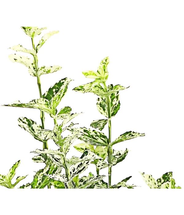 Spindelstrauch 'Harlequin' 4 Spindelstrauch 'Harlequin' – Bild 2