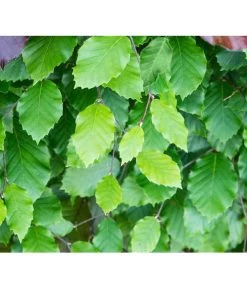 7 Meter Rotbuche, 20 X 175-200 Cm 11 7 Meter Rotbuche, 20 X 175-200 Cm -Garten Im Freien 7185077 FagusSylvaticaDetailLuckner