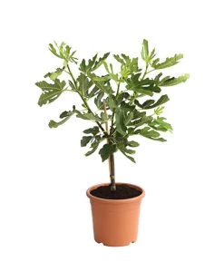 Garten Im Freien -Garten Im Freien 7186448 PR FS 001 FicusCaricaFeigePfaelzerStamm7LDehnerExpressHerzig