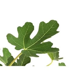 Feige, Hell -Garten Im Freien 7186505 WE DE 001 FeigeStamm