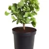 Ginkgobaum - Fächerblattbaum 'Mariken' 1 Ginkgobaum - Fächerblattbaum 'Mariken' -Garten Im Freien 7196207 WE FS 001 GinkgoBilobaMariken2lDehnerExpressZS