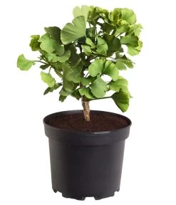 Ginkgobaum - Fächerblattbaum 'Mariken'