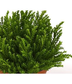 Strauchveronika 'Green Globe' 11 Strauchveronika 'Green Globe' -Garten Im Freien 7206352 PR DE 001 HebeGreenGlobeStrauchveronikaT9DehnerExpressHerzig