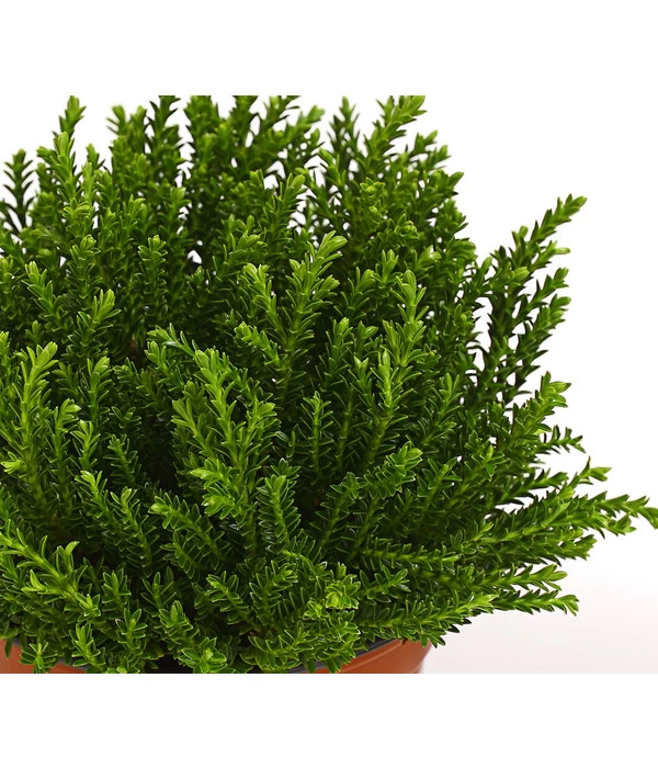 Strauchveronika 'Green Globe' 7 Strauchveronika 'Green Globe' – Bild 5