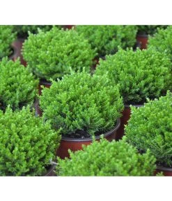 Strauchveronika 'Green Globe' 10 Strauchveronika 'Green Globe' -Garten Im Freien 7206352 PR DE 002 HebeGreenGlobeStrauchveronikaT9DehnerExpressHerzig