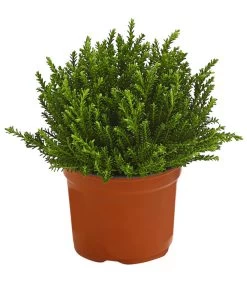 Strauchveronika 'Green Globe'