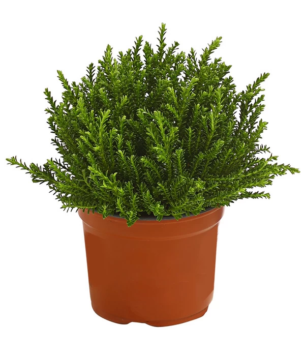 Strauchveronika 'Green Globe' 3 Strauchveronika 'Green Globe'