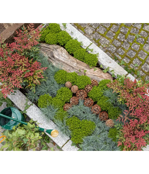 Strauchveronika 'Green Globe' 5 Strauchveronika 'Green Globe' – Bild 3