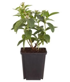 Niedriges Johanniskraut 7 Niedriges Johanniskraut -Garten Im Freien 7227937 WE FS 001 HypericumCalycinumDehnerExpressZS