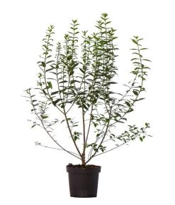 Garten Im Freien -Garten Im Freien 7265390 WE FS 002 LigustrumovalifoliumLiguster33Meter