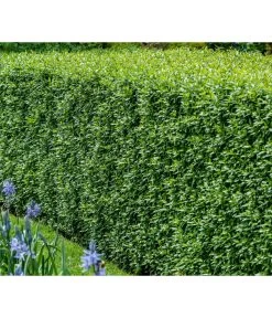 Garten Im Freien -Garten Im Freien 7266174 WE MO 001 Liguster