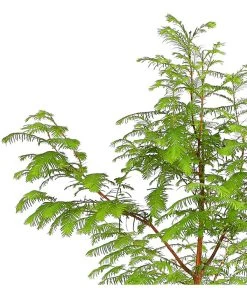 Dehner Urweltmammutbaum - Chinesisches Rotholz -Garten Im Freien 7293939 PR DE 001 MetasequoiaUrweltmammutbaumGlyptostroboides3LDehnerExpressHerzig