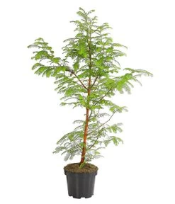 Dehner Urweltmammutbaum - Chinesisches Rotholz